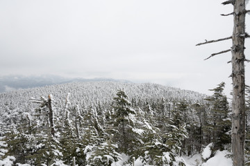 snow covered trees in the mountains