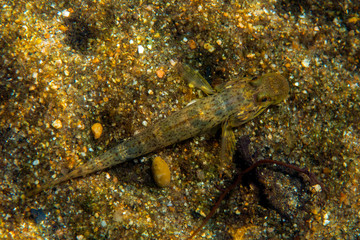 Lory fish looking for food on the riverbed in Ubatuba, Brazil