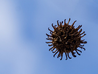Similar as novel coronavirus - 2019-nCoV, covid-19 close-up fly spiky brown ball seeds of Liquidambar styraciflua against background of blue sky. Nature concept for stop coronavirus. Place for text