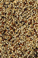 Raw Tricolor Organic Quinoa Kernals
