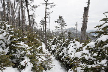 snow covered trees in the forest path