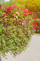 Beauriful summer flowers in the botanical garden. Natural background at summer.