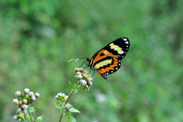Fototapeta premium Butterfly feeding on garden flowers