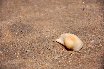 Bivalve mollusk shell at Ubatumirim Beach - Ubatuba (SP) - Brazil