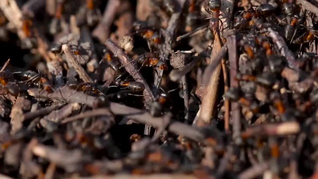 Lots of ants. Colony close up. Insect ant in the wild. Macro life. Organization, going.
