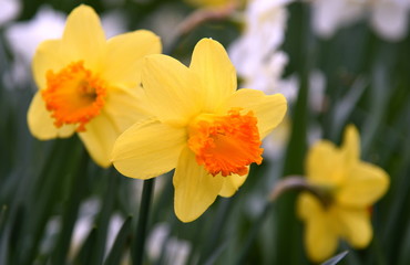 Orange-gelbe Narzissen