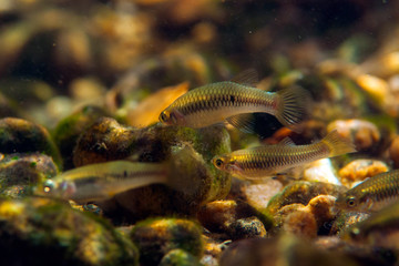 Obraz na płótnie Canvas Guaru fish (Poeciliidae) in a coastal city river in southeastern Brazil