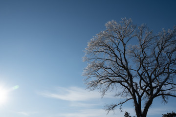 winter tree and blue sky