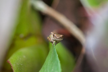 Small brazilian frog in Cananéia (South Coast of the State of São Paulo) - Brazil