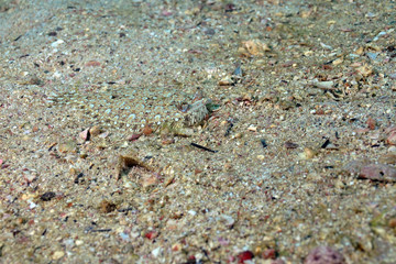 Flounder fish camouflaged on the  seabed sand