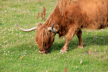 Orkney (Scotland), UK - August 09, 2018: Highland cow, Orkney, Scotland, Highlands, United Kingdom