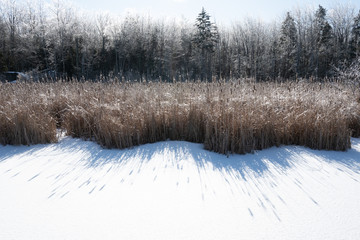 reeds in the snow