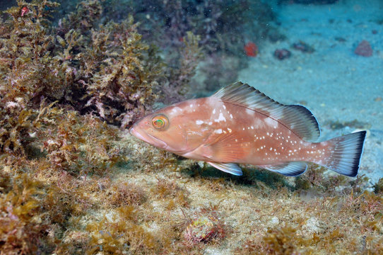 Grouper fish photographed during a dive on an island off the coast of Ubatuba (SP) Brazil