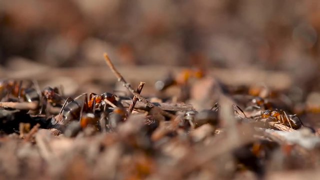 Lots of ants. Colony close up. Insect ant in the wild. Macro life. Organization, going.