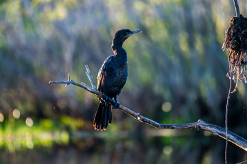Neotropic Cormorant photographed in Corumba, Mato Grosso do Sul. Pantanal Biome. Picture made in 2017.
