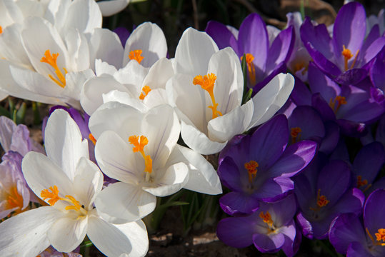 White and violet crocuses under the spring sun
