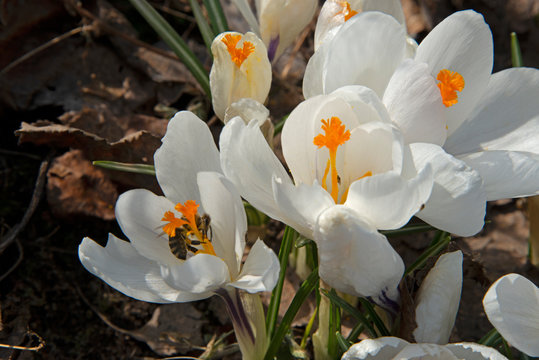 Bee on a white saffron under the spring sun
