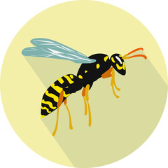 Flat wasp from side view