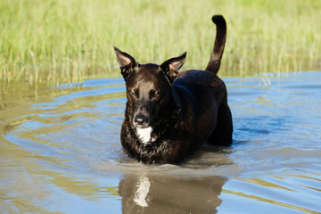 Dog in shallow pond water close up during spring, active pet lifestyle outdoors.