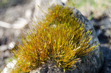 Moss on a stone in the spring sun