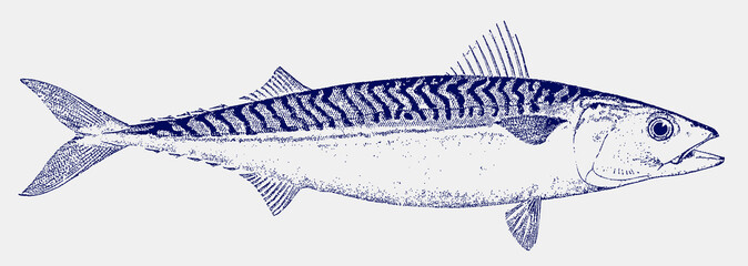 Frigate mackerel auxis thazard, migratory food fish living in tropical oceans - obrazy, fototapety, plakaty