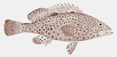 Kelp bass paralabrax clathratus, marine food fish from the North Pacific Ocean - obrazy, fototapety, plakaty