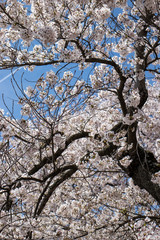Spring blooms in Washington DC during National Cherry Blossom Festival