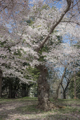 Spring blooms in Washington DC during National Cherry Blossom Festival
