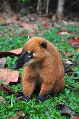 Coati at Ilha Anchieta State Park - Ubatuba (SP) Brazil