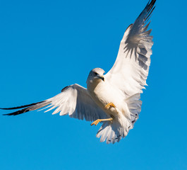 Ring Billed Seagull flying over Garden Lake in Rome Georgia.