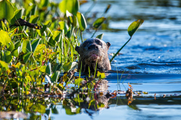 Giant Brazilian Otter photographed in Corumba, Mato Grosso do Sul. Pantanal Biome. Picture made in 2017.