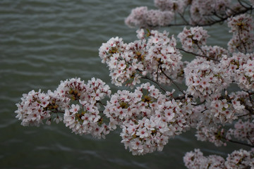 Spring blooms in Washington DC during National Cherry Blossom Festival