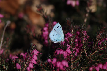 Leuchtend blauer Schmetterling auf rosa grünen Blüten Sträuchern mit dunklem Hintergrund