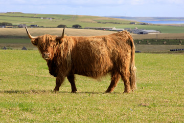 Orkney (Scotland), UK - August 09, 2018: Highland cow, Orkney, Scotland, Highlands, United Kingdom