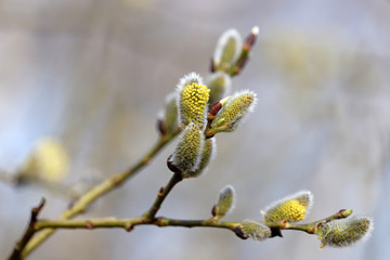 Pussy willow flowers on the branch, blooming verba in spring forest. Palm Sunday symbol, yellow catkins