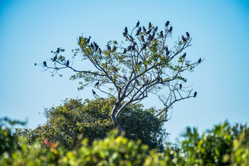 Neotropic Cormorant photographed in Corumba, Mato Grosso do Sul. Pantanal Biome. Picture made in 2017.