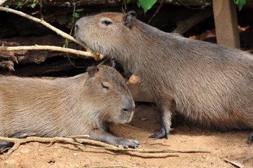 Capybara at Ilha Anchieta State Park - Ubatuba (SP) Brazil