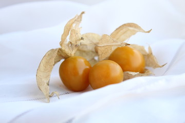 Berries physalis, on a white background.  There is a place for text, copy space.