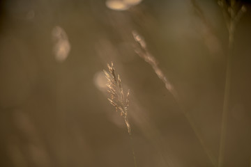 Fototapeta premium Nature