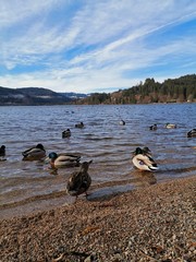 ducks on lake