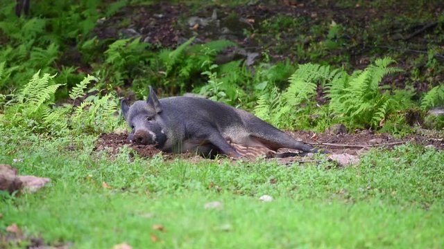 Allaitement, Laie et ses marcassins