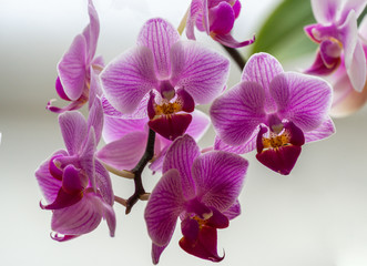 Soft close-up focus of beautiful branch of striped purple mini orchids Sogo Vivien. Phalaenopsis, Moth Orchid with green leaves on white background. Nature concept for design.