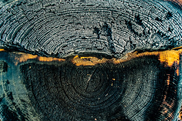 The charred stump of tree felled - section of the trunk with annual rings. Slice burnt wood.