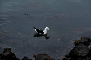 Gaviota nadando