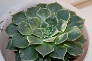Succulent flower rosette in the sunlight