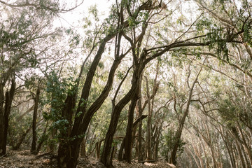coastal forest in central california