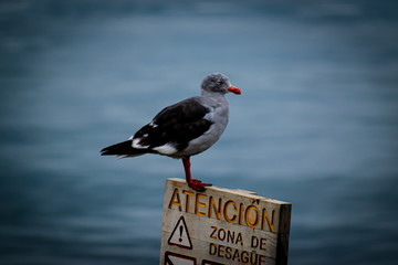 Gaviota sobre cartel de desague