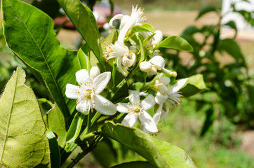 Bunch Of Orange Blossoms