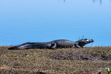 Yacare Caiman photographed in Corumba, Mato Grosso do Sul. Pantanal Biome. Picture made in 2017.