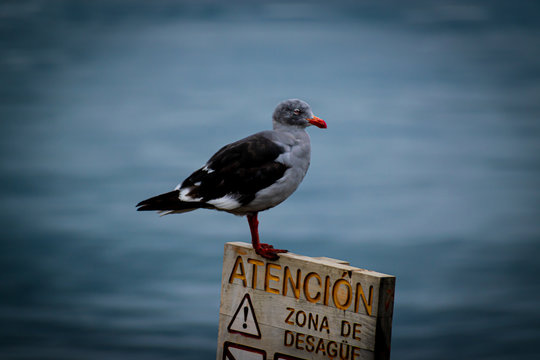 Gaviota sobre cartel de desague